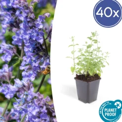 LA GREEN TOUCH - Nepeta 'six hills giant' x40 – entre 2,5 et 3,33m2