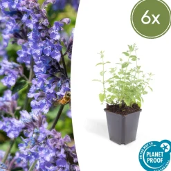 LA GREEN TOUCH - Nepeta 'six hills giant' x6 – entre 0,38 et 0,5m2