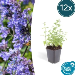 LA GREEN TOUCH - Nepeta 'six hills giant' x12 – entre 0,75 et 1m2