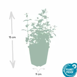LA GREEN TOUCH - Nepeta 'six hills giant' x12 – entre 0,75 et 1m2