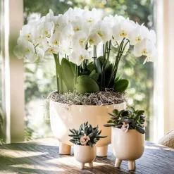 LA GREEN TOUCH - Offre combinée - pots en travertin gummy