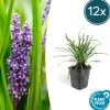 LA GREEN TOUCH - Ophiopogon - herbe aux turquoises 'big blue' x12 – entre 0,75 et 1m2