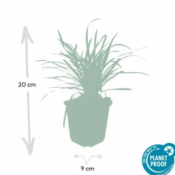 LA GREEN TOUCH - Ophiopogon - herbe aux turquoises 'big blue' x12 – entre 0,75 et 1m2