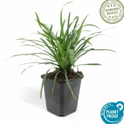 LA GREEN TOUCH - Ophiopogon - herbe aux turquoises 'big blue' x12 – entre 0,75 et 1m2