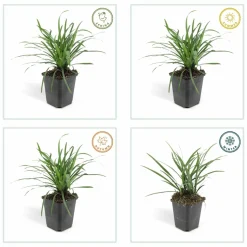 LA GREEN TOUCH - Ophiopogon - herbe aux turquoises 'big blue' x12 – entre 0,75 et 1m2