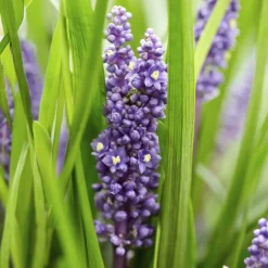 LA GREEN TOUCH - Ophiopogon - herbe aux turquoises 'big blue' x12 – entre 0,75 et 1m2