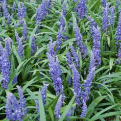 LA GREEN TOUCH - Ophiopogon - herbe aux turquoises 'big blue' x12 – entre 0,75 et 1m2