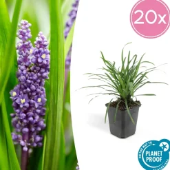 LA GREEN TOUCH - Ophiopogon - herbe aux turquoises 'big blue' x12 – entre 0,75 et 1m2