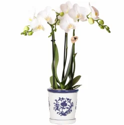 LA GREEN TOUCH - Orchidée amabilis blanche et son pot malaga bleu - hauteur 35cm