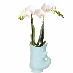 LA GREEN TOUCH - Orchidée amabilis blanche et son pot bleu turquoise - hauteur 35cm