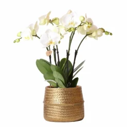 LA GREEN TOUCH - Orchidée amabilis blanche et son pot doré d12 - hauteur 35cm