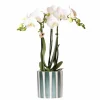 LA GREEN TOUCH - Orchidée amabilis blanche et son pot vert peint - hauteur 35cm