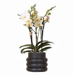 LA GREEN TOUCH - Orchidée blanche et son pot noir - hauteur 35cm