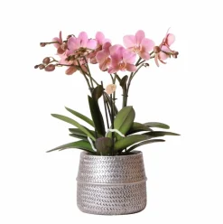 LA GREEN TOUCH - Orchidée rose trévise et son pot argenté - hauteur 35cm