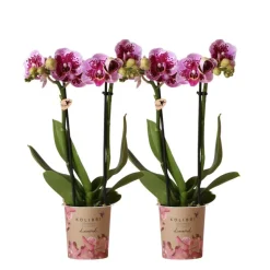 LA GREEN TOUCH - Orchidées phalaenopsis rose violet - lot de 2 35cm - plante d'intérieur