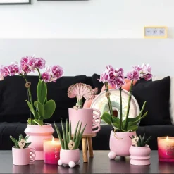 LA GREEN TOUCH - Orchidées phalaenopsis rose violet - lot de 2 35cm - plante d'intérieur