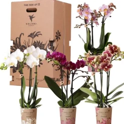 LA GREEN TOUCH - Orchidées kolibri - mélange de boîte surprise - avec 4 orchidées différentes