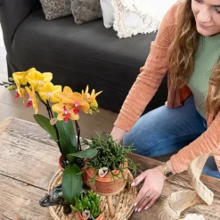 LA GREEN TOUCH - Orchidées kolibri - mélange de boîte surprise - avec 4 orchidées différentes