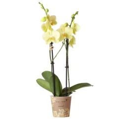 LA GREEN TOUCH - Orchidées colibris - orchidée phalaenopsis jaune - voltera - taille du pot 12cm