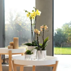 LA GREEN TOUCH - Orchidées colibris - orchidée phalaenopsis jaune - voltera - taille du pot 12cm