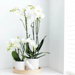 LA GREEN TOUCH - Ornement décoratif cacatoès blanc