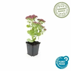 LA GREEN TOUCH - Orpin 'herbstfreude' x6 – entre 0,38 et 0,5m2