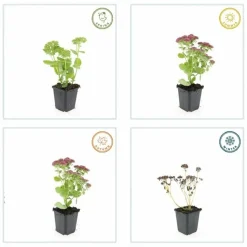 LA GREEN TOUCH - Orpin 'herbstfreude' x6 – entre 0,38 et 0,5m2