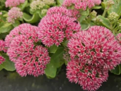 LA GREEN TOUCH - Orpin 'herbstfreude' x6 – entre 0,38 et 0,5m2