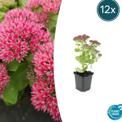 LA GREEN TOUCH - Orpin 'herbstfreude' x6 – entre 0,38 et 0,5m2