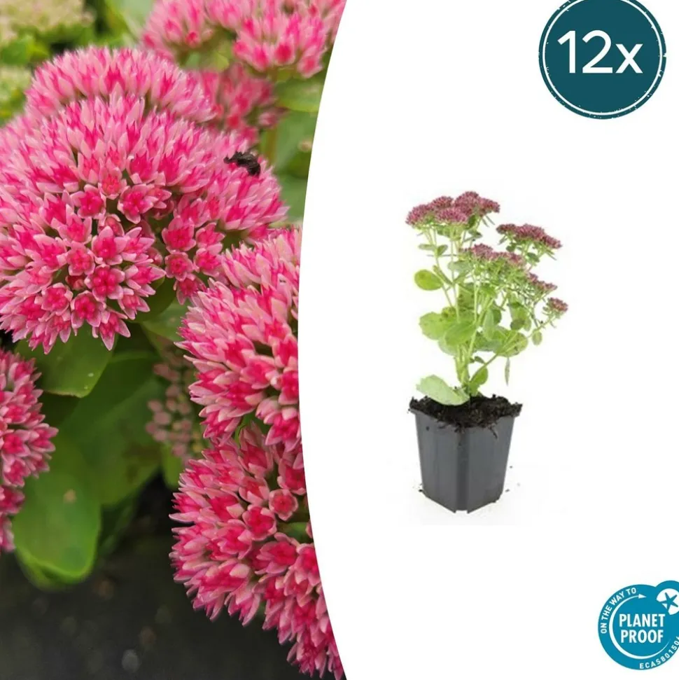 LA GREEN TOUCH - Orpin 'herbstfreude' x6 – entre 0,38 et 0,5m2