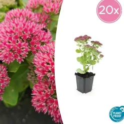 LA GREEN TOUCH - Orpin 'herbstfreude' x6 – entre 0,38 et 0,5m2