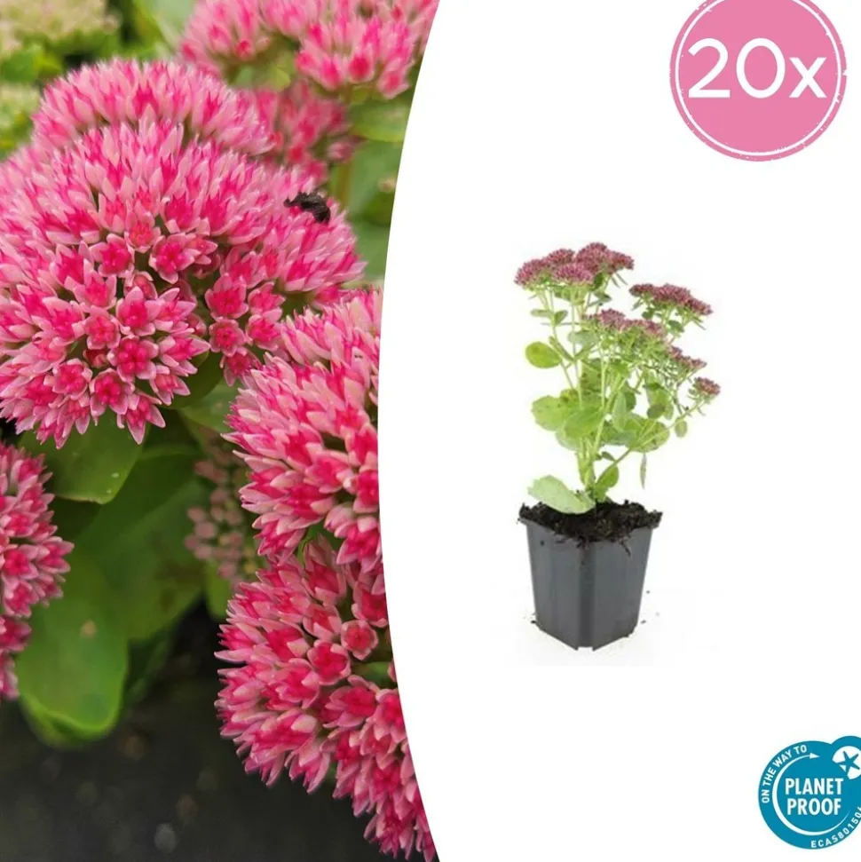 LA GREEN TOUCH - Orpin 'herbstfreude' x6 – entre 0,38 et 0,5m2