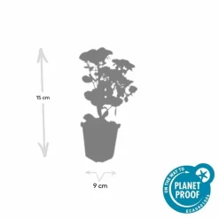 LA GREEN TOUCH - Orpin 'herbstfreude' x40 – entre 2,5 et 3,33m2