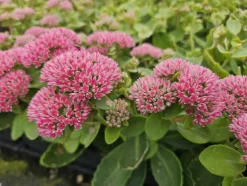 LA GREEN TOUCH - Orpin 'herbstfreude' x40 – entre 2,5 et 3,33m2