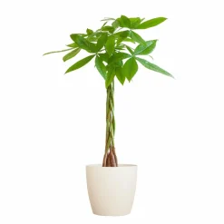 LA GREEN TOUCH - Pachira aquatica et son pot blanc - hauteur 80cm