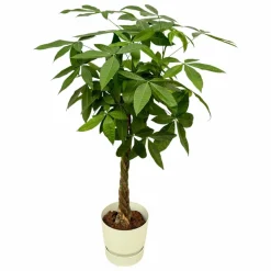 LA GREEN TOUCH - Pachira aquatica et son pot blanc + reservoir - hauteur 160cm