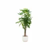 LA GREEN TOUCH - Pachira aquatica et son pot blanc - hauteur 160cm