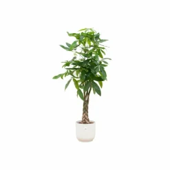 LA GREEN TOUCH - Pachira aquatica et son pot blanc - hauteur 160cm
