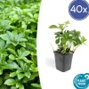LA GREEN TOUCH - Pachysandre du japon 'green carpet' x40 – entre 2,5 et 3,33m2