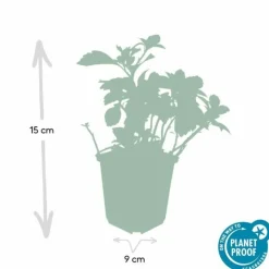 LA GREEN TOUCH - Pachysandre du japon 'green carpet' x40 – entre 2,5 et 3,33m2