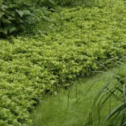 LA GREEN TOUCH - Pachysandre du japon 'green carpet' x40 – entre 2,5 et 3,33m2