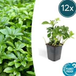 LA GREEN TOUCH - Pachysandre du japon 'green carpet' x40 – entre 2,5 et 3,33m2