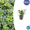 LA GREEN TOUCH - Pachysandre du japon 'green sheen' x40 – entre 2,5 et 3,33m2