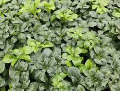LA GREEN TOUCH - Pachysandre du japon 'green sheen' x40 – entre 2,5 et 3,33m2