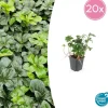 LA GREEN TOUCH - Pachysandre du japon 'green sheen' x20 – entre 1,25 et 1,67m2