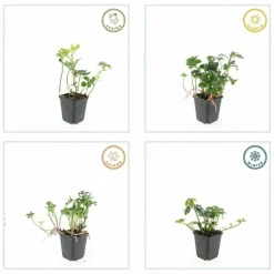 LA GREEN TOUCH - Pachysandre du japon 'green sheen' x20 – entre 1,25 et 1,67m2