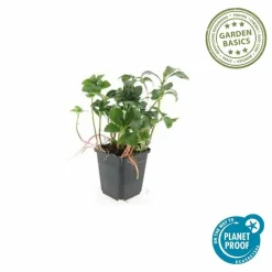 LA GREEN TOUCH - Pachysandre du japon 'green sheen' x20 – entre 1,25 et 1,67m2