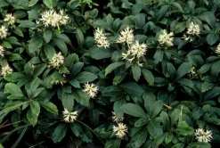 LA GREEN TOUCH - Pachysandre du japon 'green sheen' x20 – entre 1,25 et 1,67m2