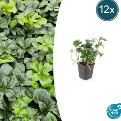 LA GREEN TOUCH - Pachysandre du japon 'green sheen' x20 – entre 1,25 et 1,67m2