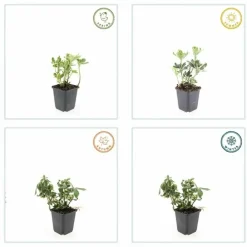 LA GREEN TOUCH - Pachysandre du japon 'variegata' x40 – entre 2,5 et 3,33m2